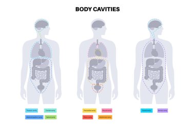 Vücut çürükleri anatomik poster. İç organlar ve iç organlar için erkek insan siluetinde boşluklar. Karında torasik ve abdominopelvic, omurga ve kraniyal kesitli sırt, düz vektör bulunur.