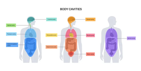 Cartel Anatómico Cavidades Corporales Espacios Silueta Humana Masculina Para Órganos — Vector de stock