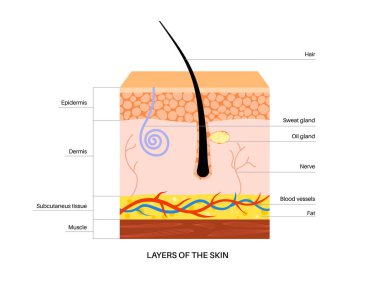 İnsan saçı ve deri anatomisi posteri. Kıl folikül ikonu, deri katmanları yapı diyagramı. Epidermis, deri ve deri altı anatomisi, insan gözenekleri ve hücreleri. Dermatoloji kliniği sancak taşıyıcı illüstrasyonu