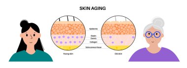 Skin aging concept. Young and old skin comparison, elastane and collagen components. Skin changes with age. Wrinkles on the body over time. Epidermis, dermis and hypodermis flat vector illustration. clipart
