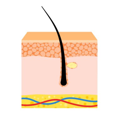 İnsan saçı ve deri anatomisi posteri. Kıl folikül ikonu, deri katmanları yapı diyagramı. Epidermis, deri ve deri altı anatomisi, insan gözenekleri ve hücreleri. Dermatoloji kliniği sancak taşıyıcı illüstrasyonu