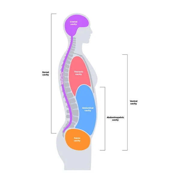 Tělesné Dutiny Anatomický Plakát Prostory Mužské Lidské Siluetě Pro Vnitřní — Stockový vektor
