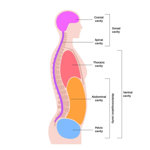 Vücut Çürükleri Anatomik Poster Organlar Organlar Için Erkek Insan Siluetinde — Stok Vektör