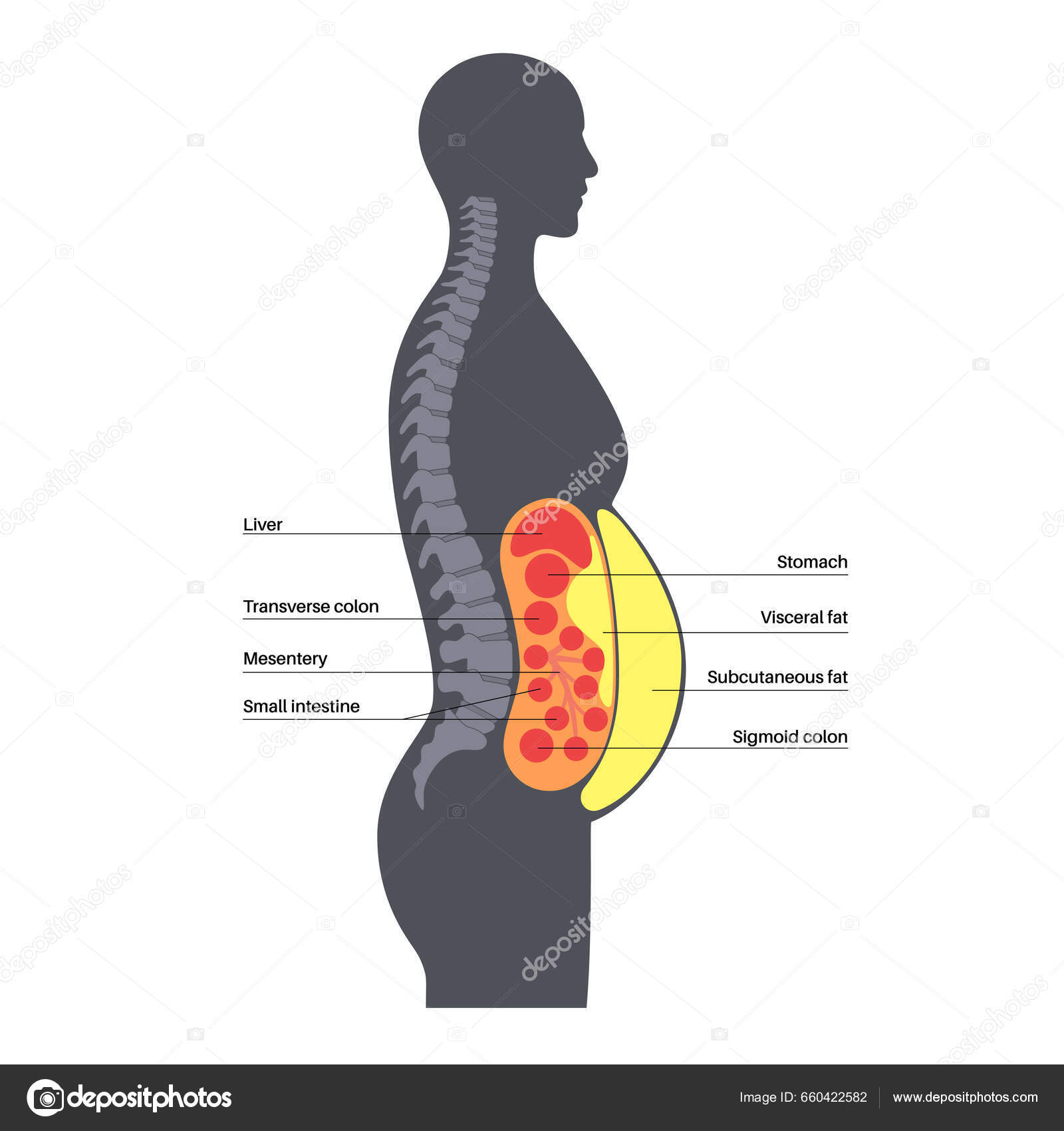 Grasa Visceral Perder Grasa Corporal Rapido Grasa En El Cuerpo