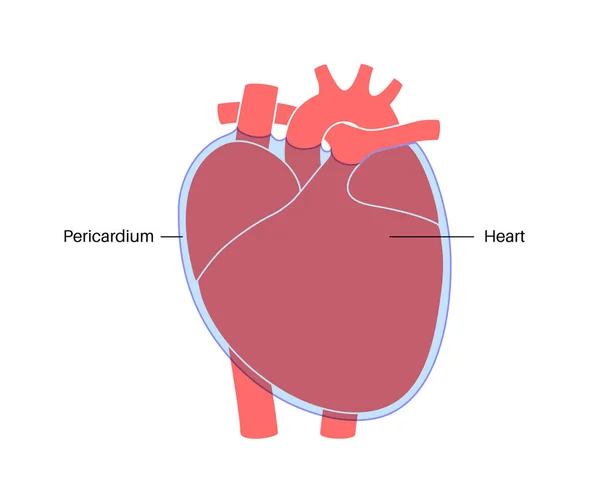 心脏壁解剖 心内膜 心肌和心内膜计划 心包腔 纤维心包和顶层解剖海报 心血管系统医疗扁平载体图解 — 图库矢量图片