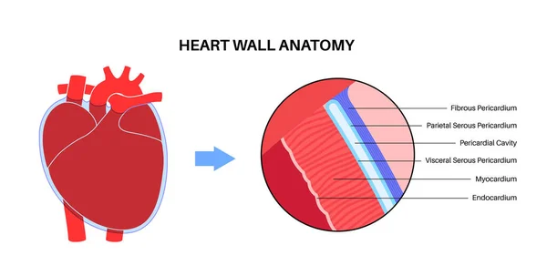 Anatomia Parede Cardíaca Esquema Endocárdio Miocárdio Epicárdio Cavidade Pericárdica Pericárdio —  Vetores de Stock
