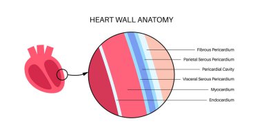 Kalp duvarı anatomisi. Endokardiyum, miyokard ve epikardiyum şeması. Perikardiyal boşluk, fibröz perikard ve parietal katman anatomik poster. Kardiyovasküler sistem medikal düz vektör çizimi.