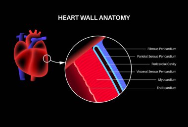 Kalp duvarı anatomisi. Endokardiyum, miyokard ve epikardiyum şeması. Perikardiyal boşluk, fibröz perikard ve parietal katman anatomik poster. Kardiyovasküler sistem medikal düz vektör çizimi.