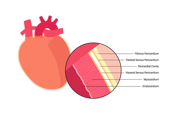 Herzwandanatomie Endokard Myokard Und Epikardium Perikardhöhle Faseriger Perikardium Und Parietale — Stockvektor