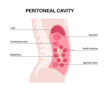 Karın boşluğu anatomik poster. İç organlar ve iç organlar için insan vücudunda boşluk. Periton koruyucu zar. Gastrobağırsak yolu. Abdominopelvic oyuk tıbbi vektör çizimi.