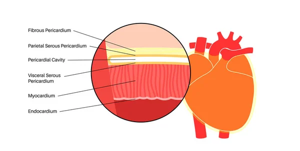 心臓壁の解剖学 心内膜症 心筋および心エコースキーム 周産期空洞 線維性心膜および耳下腺層解剖学的ポスター 心臓血管系医療フラットベクトル図 — ストックベクタ