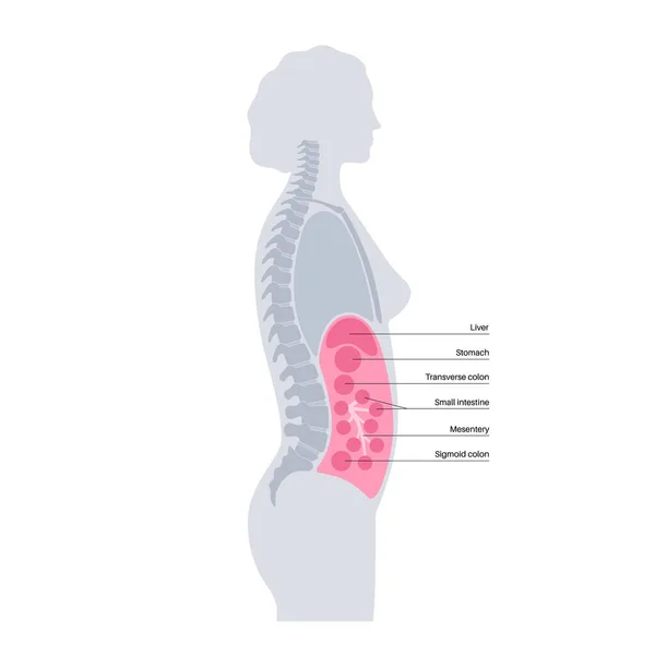 腹腔解剖海报 人体内部器官和内脏的空间 腹膜保护膜 肠胃道Gastrointestinal Tract 腹腔内的医疗媒介说明 — 图库矢量图片