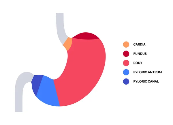 포스터 깔때기 안절부절 시스템의 개념이다 Gastric Diagram 해부학적 일러스트 클리닉 — 스톡 벡터