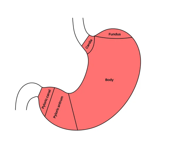 Stomach Structure Poster Upper Abdomen Sections Fundus Body Antrum Pylorus — Stock Vector