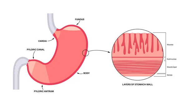 Slijmvlies Anatomische Poster Maagwand Structuur Zacht Weefsel Dat Kanalen Organen — Stockvector