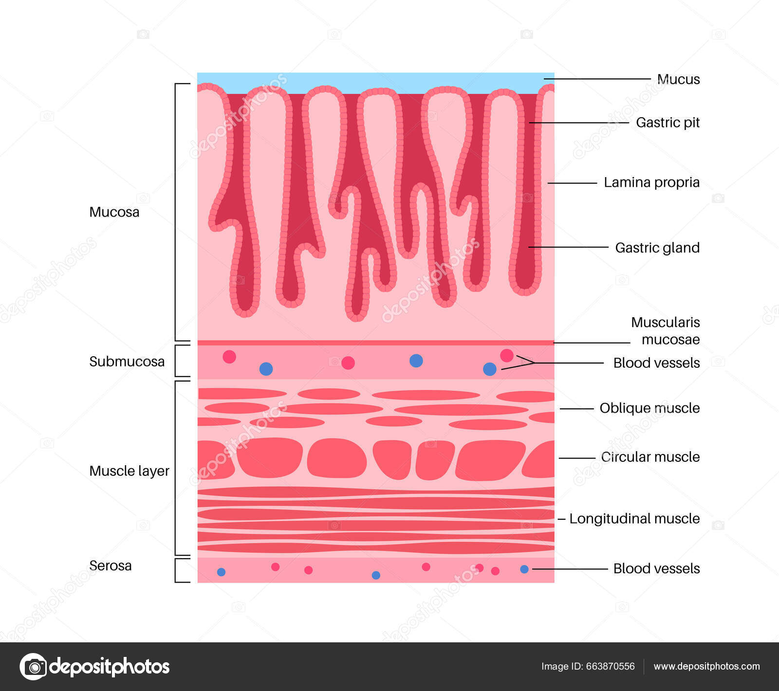 mucous-membrane-structure-and-function-infoupdate