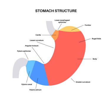 Mide yapısı posteri. Karnın üst kısımları, fundus, vücut, antrum ve pylorus. Sindirim sistemi konsepti. Mide diyagramı, klinik için iç organ anatomik olarak izole edilmiş düz vektör çizimi