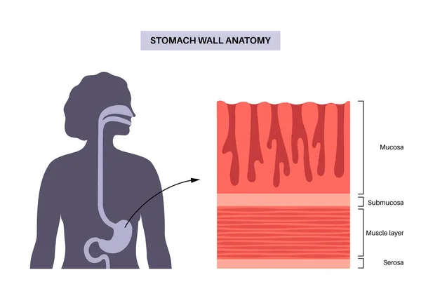 粘膜解剖学的ポスター 胃壁構造 消化器系の運河や器官を結ぶ軟組織 粘膜下層 セローサ医療ベクトル図 — ストックベクタ