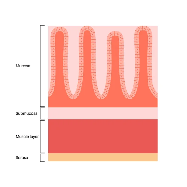 Affiche Anatomique Sur Les Muqueuses Structure Paroi Estomac Tissu Mou — Image vectorielle
