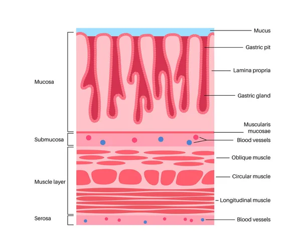 粘液膜解剖海报 胃壁结构 在消化系统中连接运河和器官的软组织 黏膜下 肌肉层和血清学媒介说明 — 图库矢量图片
