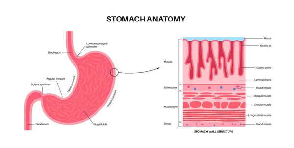 Slijmvlies Anatomische Poster Maagwand Structuur Zacht Weefsel Dat Kanalen Organen — Stockvector