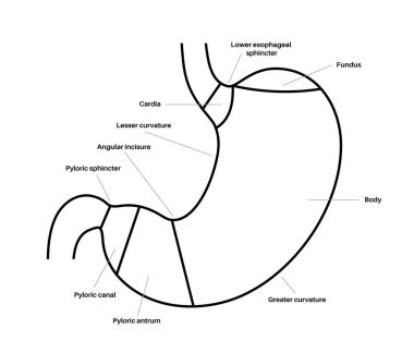 Mide yapısı posteri. Karnın üst kısımları, fundus, vücut, antrum ve pylorus. Sindirim sistemi konsepti. Mide diyagramı, klinik için iç organ anatomik olarak izole edilmiş düz vektör çizimi