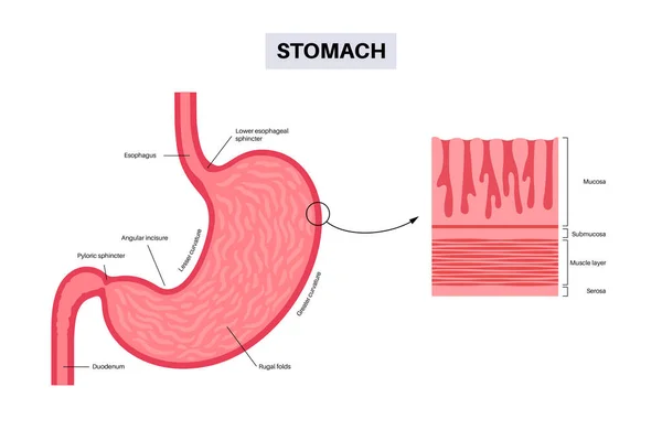 Affiche Anatomique Sur Les Muqueuses Structure Paroi Estomac Tissu Mou — Image vectorielle