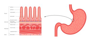 Mukoza zarı anatomik posteri. Mide duvarı yapısı. Sindirim sistemindeki kanalları ve organları kaplayan yumuşak doku. Mukoza, submukoza, kas katmanı ve serosa tıbbi vektör çizimi.