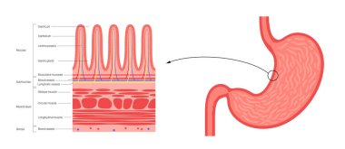 Mucous membrane anatomical poster. Stomach wall structure. Soft tissue that lines the canals and organs in the digestive system. Mucosa, submucosa, muscle layer and serosa medical vector illustration. clipart