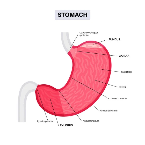Stomach Structure Poster Upper Abdomen Sections Fundus Body Antrum Pylorus — Stock Vector