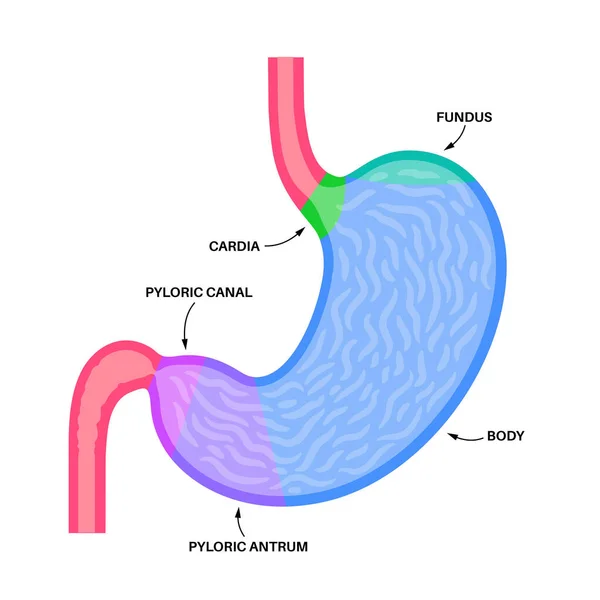 胃结构海报 下颌骨 胃和幽门 消化系统的概念 内脏器官解剖分离平面载体的临床说明 — 图库矢量图片