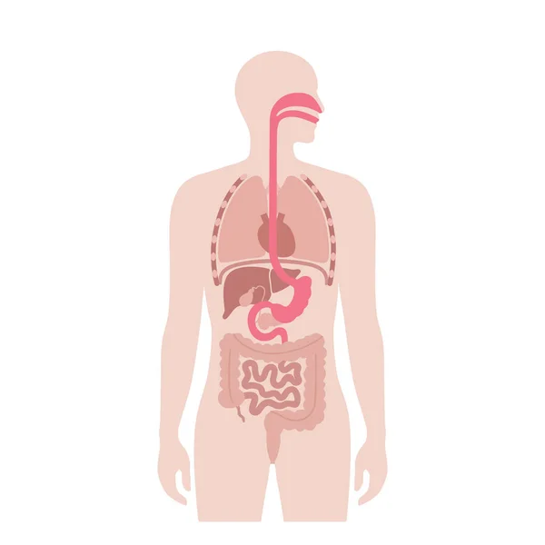 Endoskopická Gastroplastika Rukávů Chirurgie Žaludku Hubnutí Žaludku Laparoskopický Koncept Problém — Stockový vektor