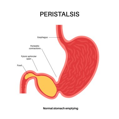Peristalis hareketi anatomik poster. Kas, klimayı sindirim sisteminde hareket ettirir. Gastrobağırsak yolu kavramı. İnsan vücudunda yemek. Esophagus mide ve bağırsaklar düz vektör çizimi