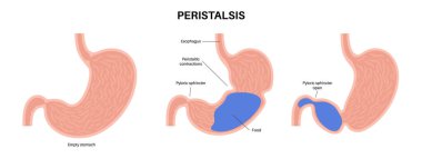 Peristalis hareketi anatomik poster. Kas, klimayı sindirim sisteminde hareket ettirir. Gastrobağırsak yolu kavramı. İnsan vücudunda yemek. Esophagus mide ve bağırsaklar düz vektör çizimi