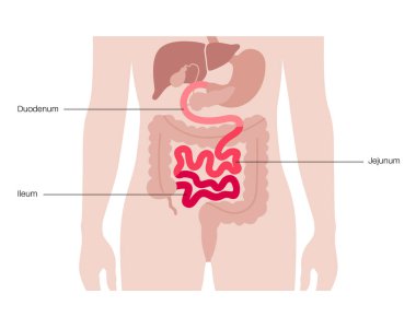 İnce bağırsak anatomik posteri. Duodenum, jejunum ve ileum insan vücudunda. Sindirim sistemi incelemesi ve gastroenteroloji kliniğinde tedavi. Eğitim için bilgi, izole edilmiş düz vektör
