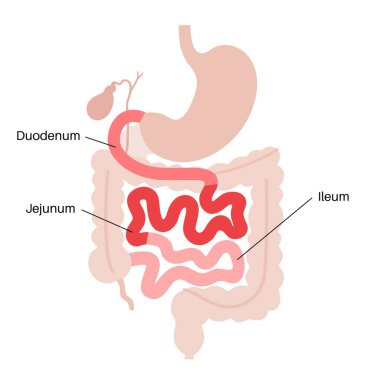 İnce bağırsak anatomik posteri. Duodenum, jejunum ve ileum insan vücudunda. Sindirim sistemi incelemesi ve gastroenteroloji kliniğinde tedavi. Eğitim için bilgi, izole edilmiş düz vektör