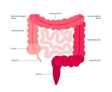 Kalın bağırsak anatomik posteri. İnsan bağırsağının bir kısmı. Sindirim sistemi incelemesi ve gastroenteroloji kliniğinde tedavi. Eğitim için kolon bilgisi, izole vektör illüstrasyonu