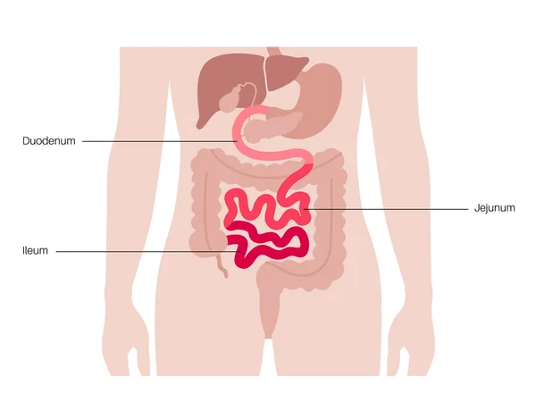 小さな腸の解剖学的なポスター 人体のデュデナム ドイツ語 イリウム 消化管検査と消化器科クリニックでの治療 教育のためのインフォグラフィック 孤立したフラットベクター — ストックベクタ