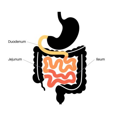 İnce bağırsak anatomik posteri. Duodenum, jejunum ve ileum insan vücudunda. Sindirim sistemi incelemesi ve gastroenteroloji kliniğinde tedavi. Eğitim için bilgi, izole edilmiş düz vektör