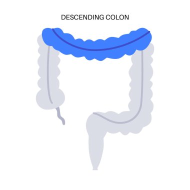 Alçalan kolon posteri. İnsan vücudunda kalın bağırsak. Gastrointestinal hastalık, gastroenteroloji kliniğinde teşhis ve tedavi. Sindirim sistemi, bağırsak vektör çiziminin incelenmesi.