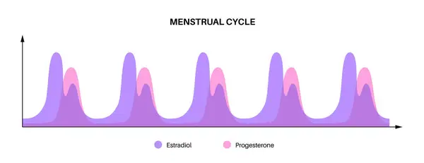 Grafika Menstruačního Cyklu Hormony Ženském Těle Estradiol Progesteron Koncept Infografický — Stockový vektor