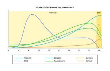 Hamilelikteki hormon seviyeleri. HCG, prolaktin, kortizol estradiol progesteron ve kadın vücudunda oksitosin. Dişi hormonlar ilk haftadan doğum ve doğum sonrası vektörüne kadar grafiği değiştirirler.