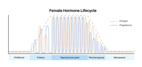 stock vector Female hormones lifestyle graph. Estrogen end progesterone diagram in the woman body in childhood, puberty, reproductive years, perimenopause and menopause maximum and minimum level flat vector