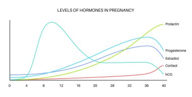 Hamilelikteki hormon seviyeleri. Kadın vücudunda HCG, prolaktin, kortizol estradiol ve progesteron. Kadın hormonları ilk haftadan itibaren düz vektör illüstrasyonuna dönüşür.