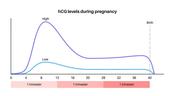 Hladina Humánního Choriového Gonadotropinu Během Těhotenství Hcg Ženském Těle Maximální — Stockový vektor