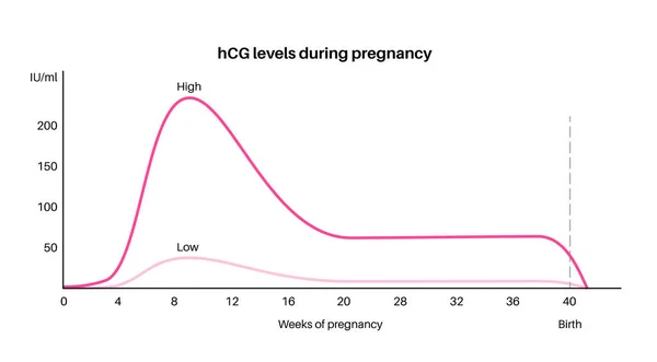 Hladina Humánního Choriového Gonadotropinu Během Těhotenství Hcg Ženském Těle Maximální — Stockový vektor