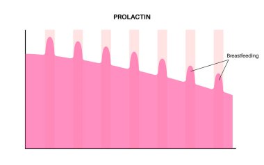 Kadın vücudunda prolaktin grafik diyagramı. Doğum sırasında PRL ve emzirme. Kadın vücudu bilgi grafiğindeki süt üretimi maksimum ve minimum değerler izole edilmiş tıbbi düz vektör ilülasyonu