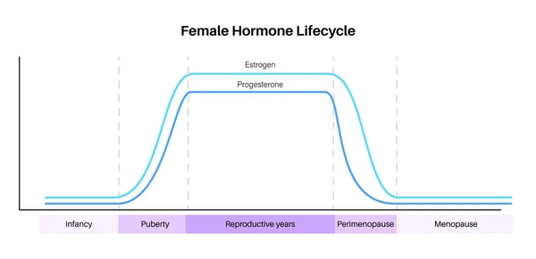 Ženské Hormony Životní Styl Graf Estrogen End Progesteron Diagram Ženském — Stockový vektor