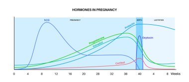 Hamilelikteki hormon seviyeleri. HCG, prolaktin, kortizol estradiol progesteron ve kadın vücudunda oksitosin. Dişi hormonlar ilk haftadan doğum ve doğum sonrası vektörüne kadar grafiği değiştirirler.