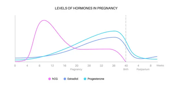 Hladiny Hormonů Těhotenské Infografii Hcg Estradiol Progesteron Ženském Těle Ženské — Stockový vektor